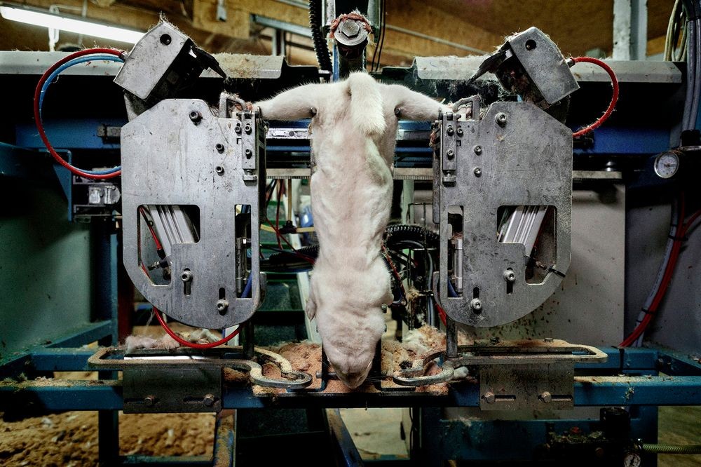 داخل کارگاه تولید پوست سمور، دستگاهی دیدیم که خز حیوان را از بدنش جدا میکند. برخلاف تمساح ها این کار توسط دستگاه ها انجام می‌شود.
