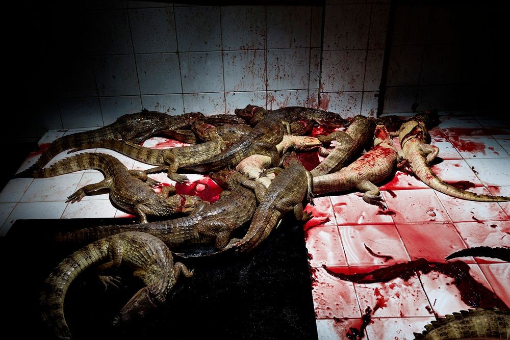 کلمبیا، دو ساعت از شهر بارانکویلا، این عکس از داخل اتاقی به نام "اتاق سلاخی" گرفته شده. تمساح ها با بریدن گردنشان کشته می‌شوند. هر برش اثر چاقوی فردی است که تنها کارش بریدن گلوی تمساح هاست.